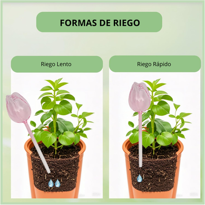 Tulipán de Autorriego para Plantas
